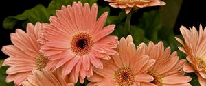 Preview wallpaper gerbera, flower, petals, herbs, close-up