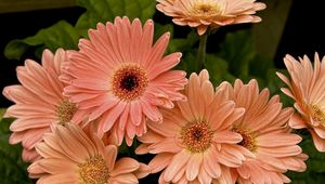 Preview wallpaper gerbera, flower, petals, herbs, close-up