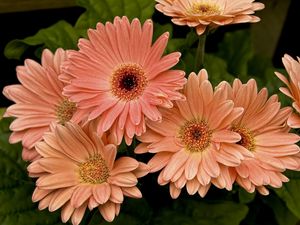 Preview wallpaper gerbera, flower, petals, herbs, close-up