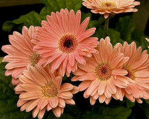 Preview wallpaper gerbera, flower, petals, herbs, close-up