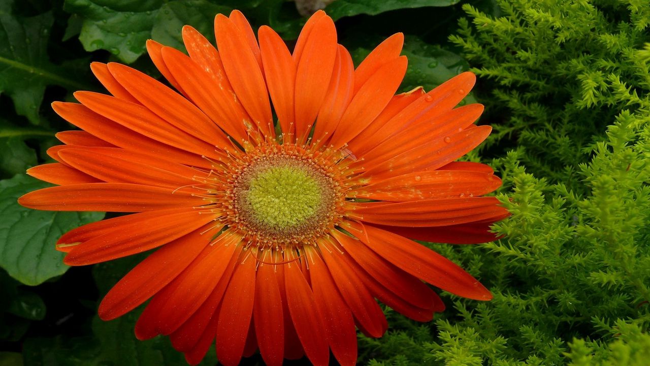 Wallpaper gerbera, flower, petals, drops, fresh, close-up