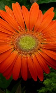 Preview wallpaper gerbera, flower, petals, drops, fresh, close-up