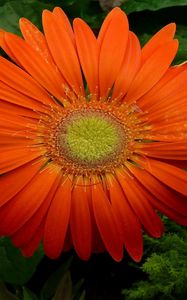 Preview wallpaper gerbera, flower, petals, drops, fresh, close-up