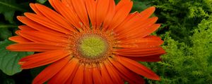 Preview wallpaper gerbera, flower, petals, drops, fresh, close-up