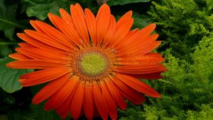 Preview wallpaper gerbera, flower, petals, drops, fresh, close-up