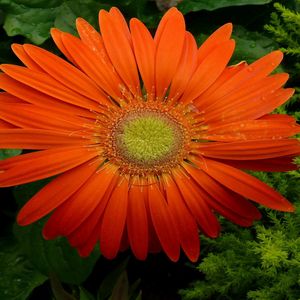 Preview wallpaper gerbera, flower, petals, drops, fresh, close-up