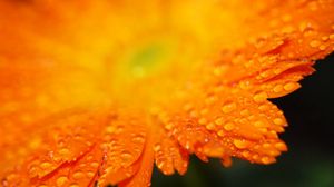 Preview wallpaper gerbera, flower, petals, drops