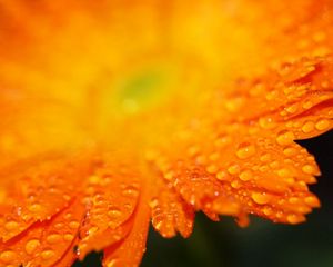 Preview wallpaper gerbera, flower, petals, drops