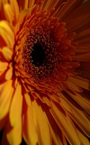 Preview wallpaper gerbera, flower, petals, dark, macro