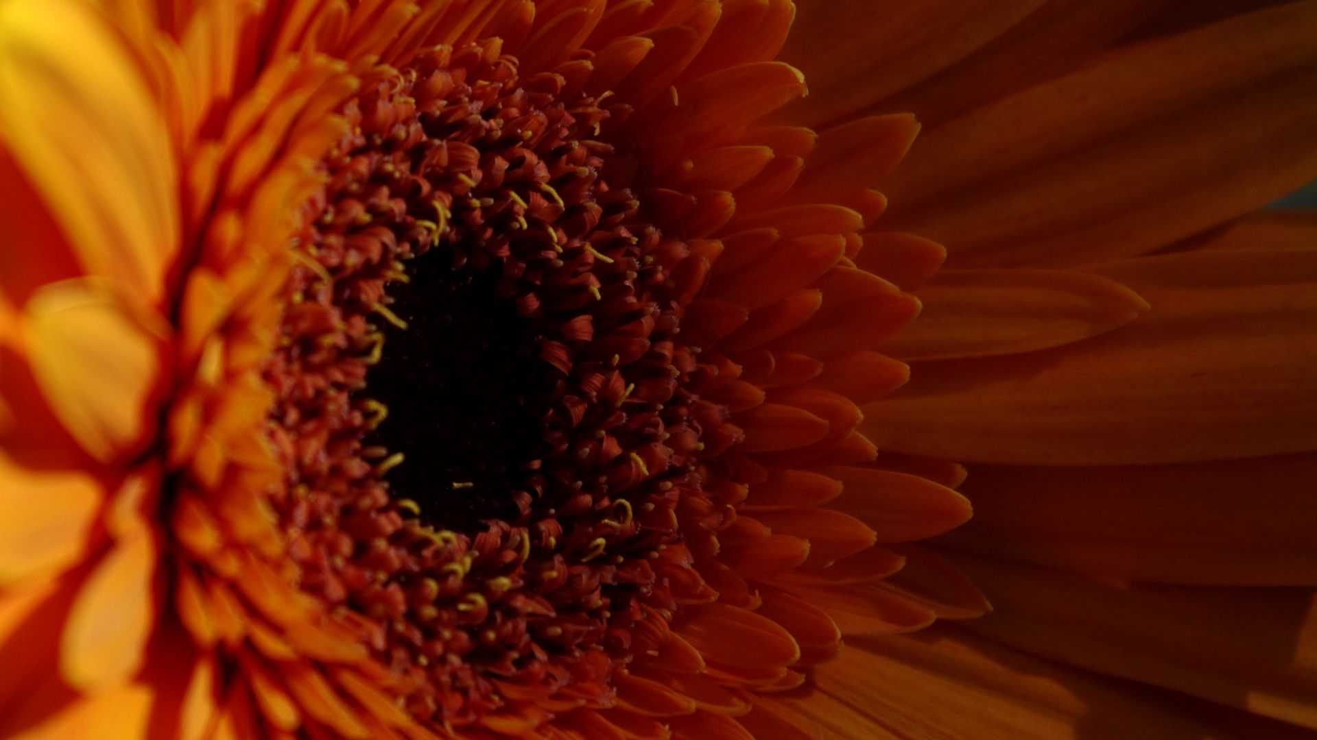 Download wallpaper 1920x1080 gerbera, flower, petals, dark, macro full