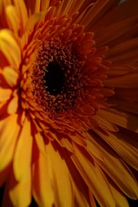 Preview wallpaper gerbera, flower, petals, dark, macro