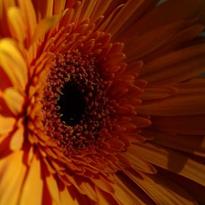 Preview wallpaper gerbera, flower, petals, dark, macro