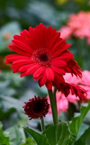 Preview wallpaper gerbera, flower, red, flowerbed