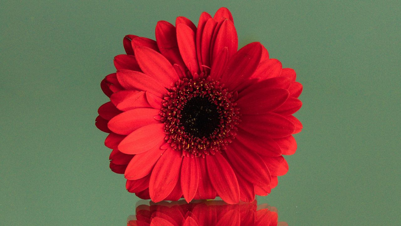 Wallpaper gerbera, flower, red, reflection, minimalism