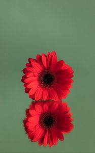 Preview wallpaper gerbera, flower, red, reflection, minimalism