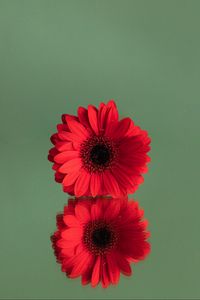 Preview wallpaper gerbera, flower, red, reflection, minimalism