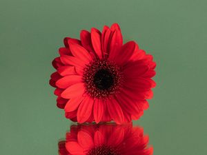 Preview wallpaper gerbera, flower, red, reflection, minimalism