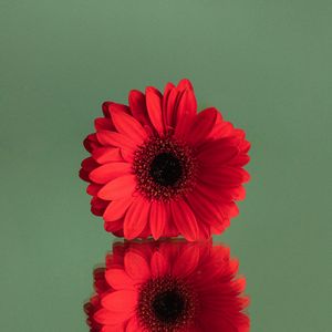 Preview wallpaper gerbera, flower, red, reflection, minimalism
