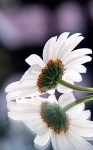 Preview wallpaper gerbera, flower, reflection, surface