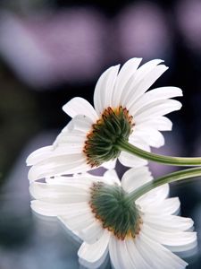 Preview wallpaper gerbera, flower, reflection, surface