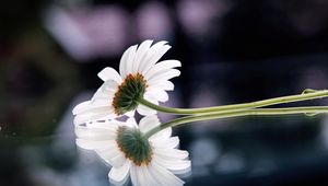 Preview wallpaper gerbera, flower, reflection, surface