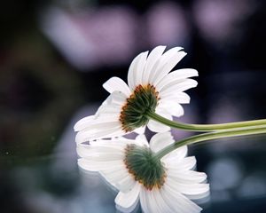 Preview wallpaper gerbera, flower, reflection, surface