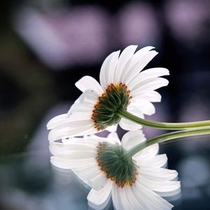 Preview wallpaper gerbera, flower, reflection, surface