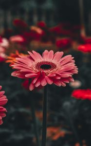 Preview wallpaper gerbera, flower, stem