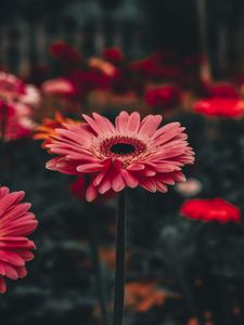 Preview wallpaper gerbera, flower, stem