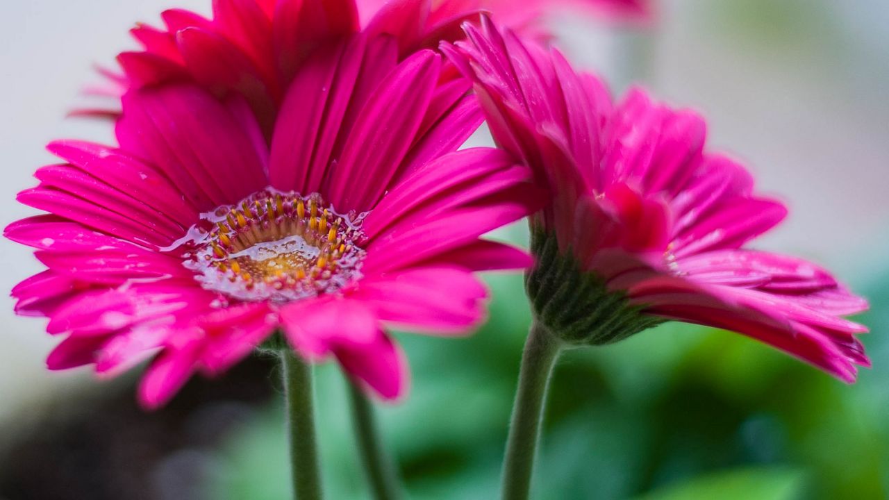 Wallpaper gerbera, flower, water, petals, pink