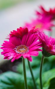 Preview wallpaper gerbera, flower, water, petals, pink