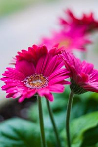 Preview wallpaper gerbera, flower, water, petals, pink