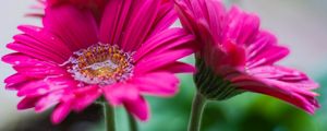 Preview wallpaper gerbera, flower, water, petals, pink