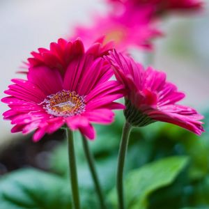 Preview wallpaper gerbera, flower, water, petals, pink