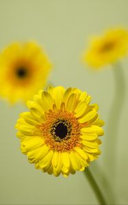 Preview wallpaper gerbera, flower, yellow, bloom, closeup