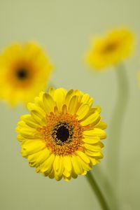 Preview wallpaper gerbera, flower, yellow, bloom, closeup