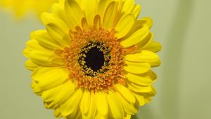 Preview wallpaper gerbera, flower, yellow, bloom, closeup