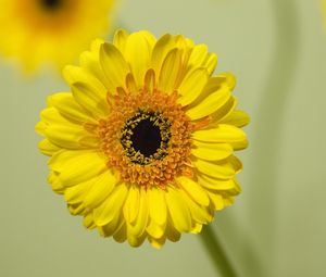 Preview wallpaper gerbera, flower, yellow, bloom, closeup