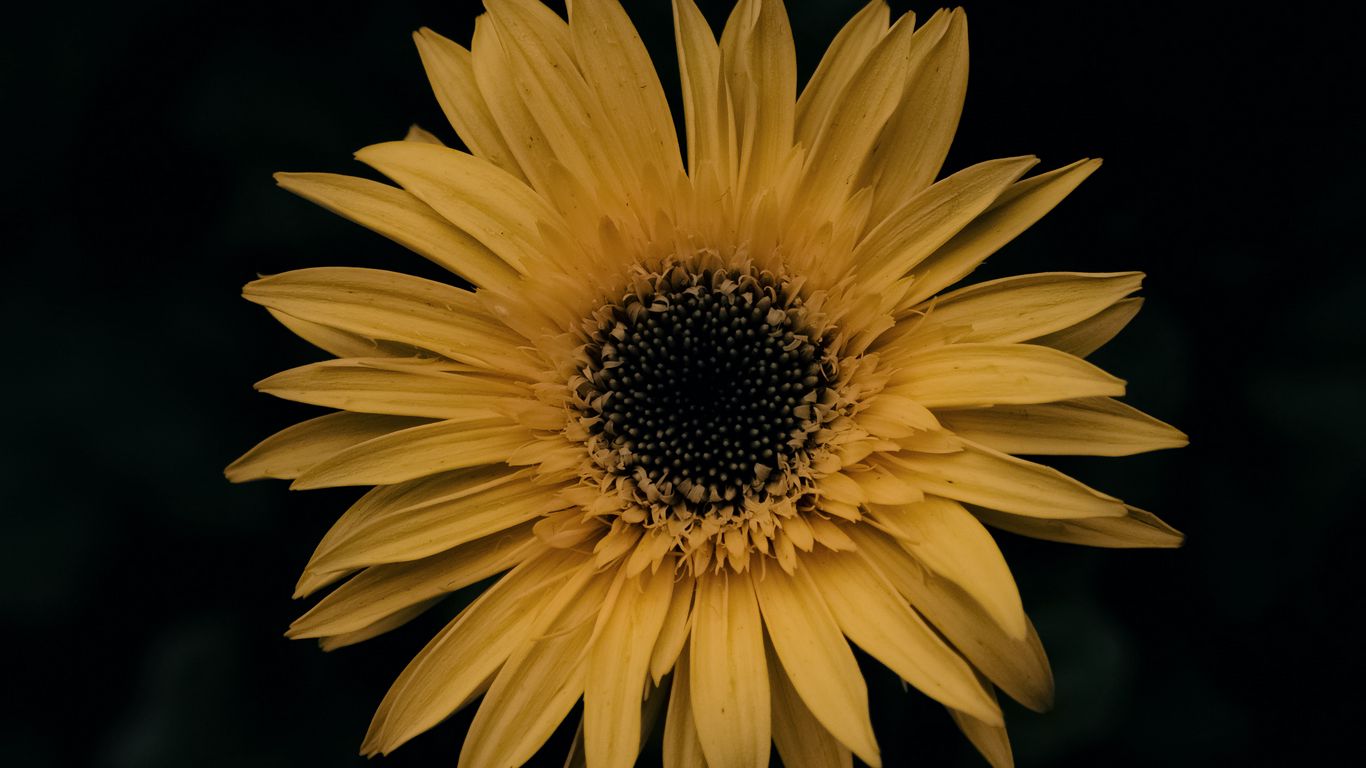 1366x768 Wallpaper gerbera, flower, yellow
