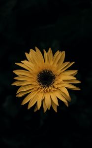 Preview wallpaper gerbera, flower, yellow