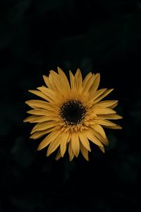 Preview wallpaper gerbera, flower, yellow