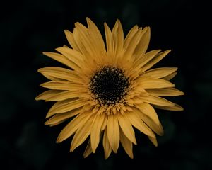 Preview wallpaper gerbera, flower, yellow