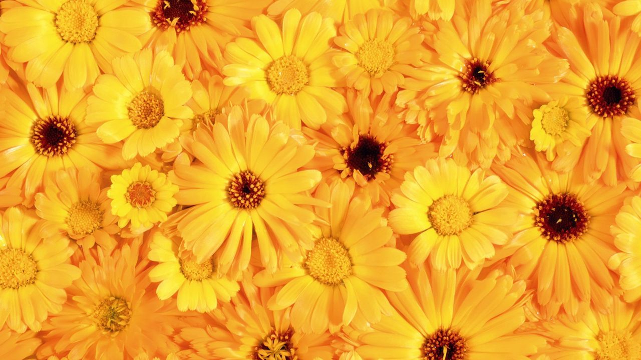 Wallpaper gerbera, flower, yellow, bright, sunny