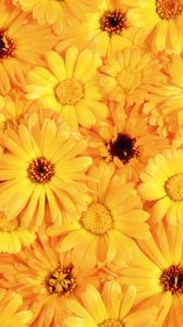 Preview wallpaper gerbera, flower, yellow, bright, sunny