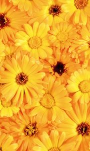 Preview wallpaper gerbera, flower, yellow, bright, sunny