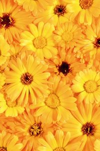 Preview wallpaper gerbera, flower, yellow, bright, sunny