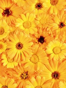 Preview wallpaper gerbera, flower, yellow, bright, sunny