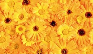 Preview wallpaper gerbera, flower, yellow, bright, sunny