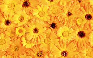 Preview wallpaper gerbera, flower, yellow, bright, sunny