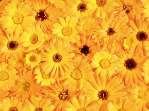 Preview wallpaper gerbera, flower, yellow, bright, sunny